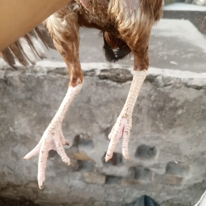 Lakha aseel female high quality white nok nalli — photo 2
