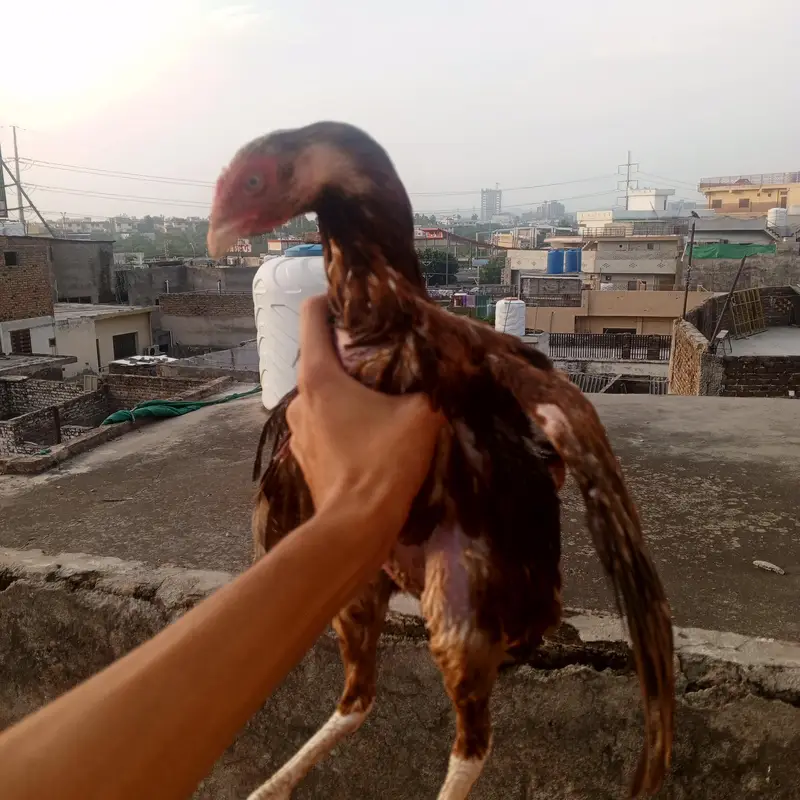 Lakha aseel female high quality white nok nalli — photo 3
