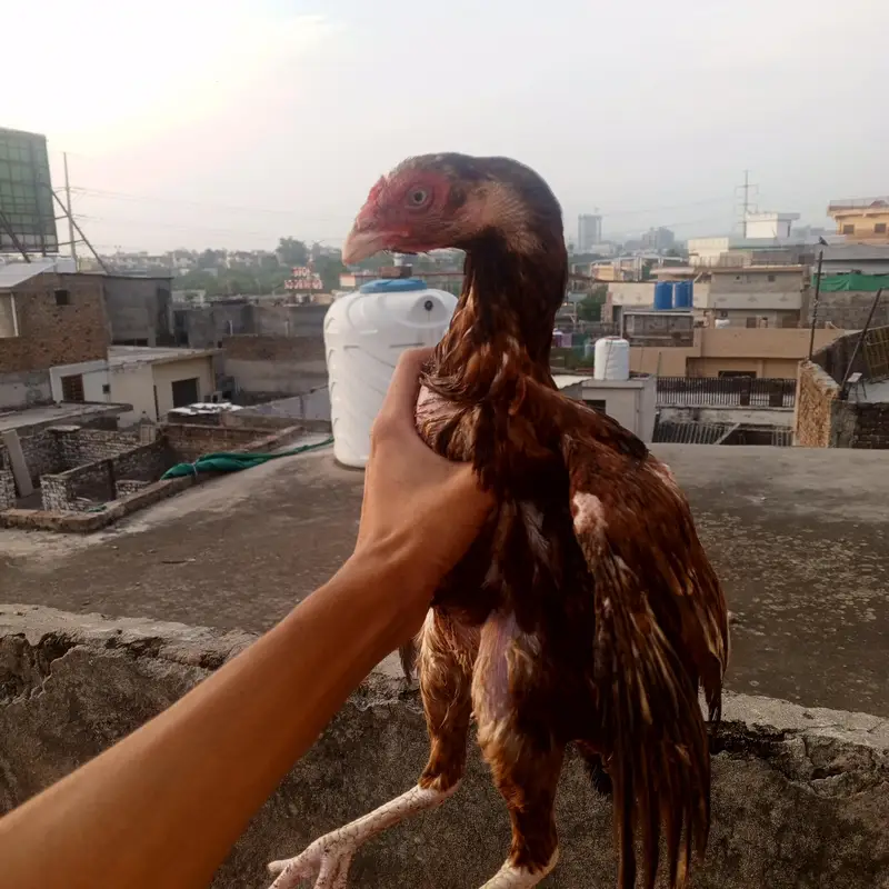 Lakha aseel female high quality white nok nalli — photo 4