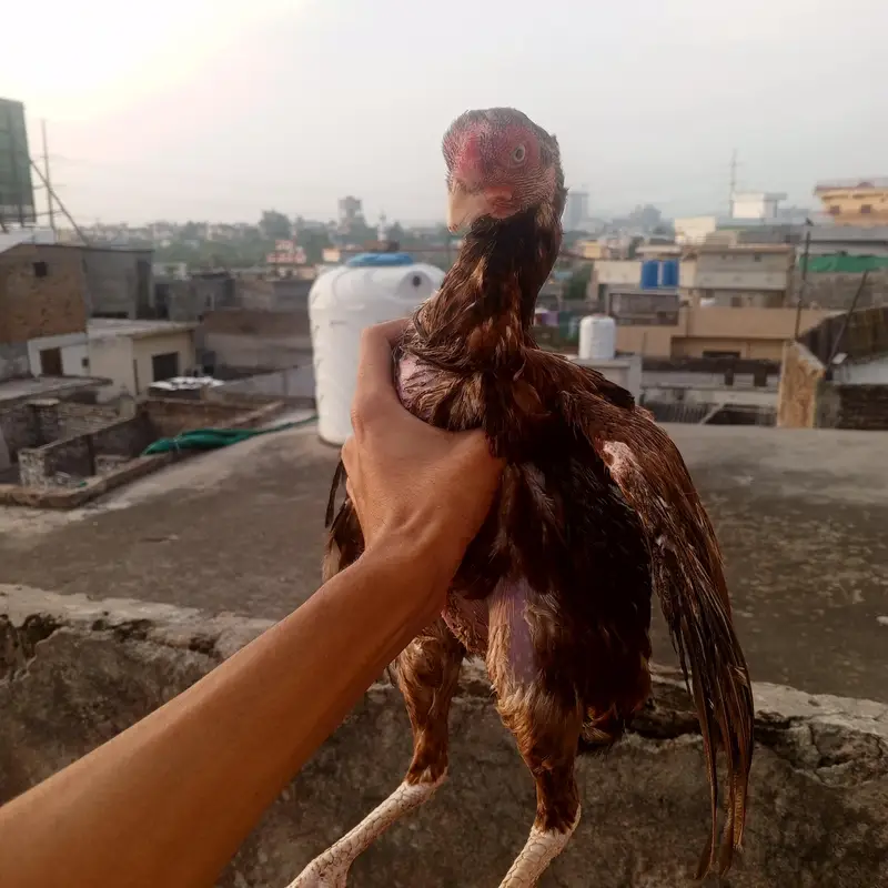 Lakha aseel female high quality white nok nalli — photo 5