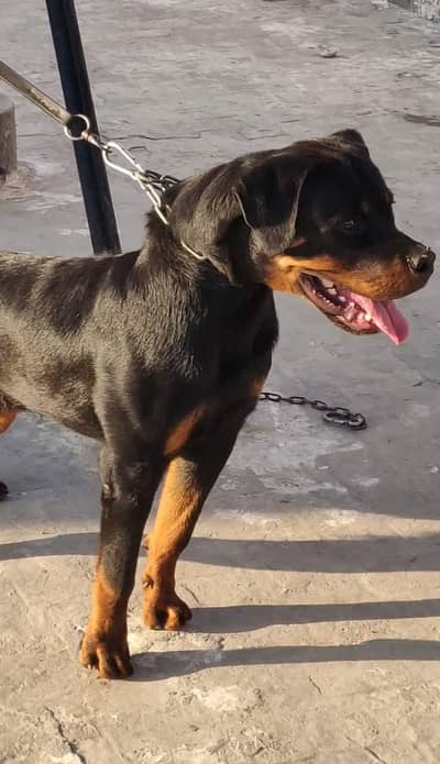 kcp pedigree male microchipped