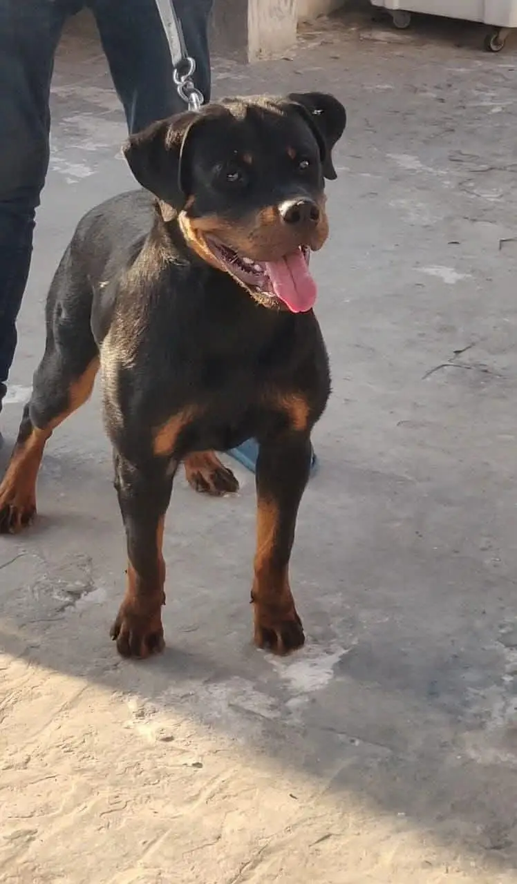 kcp pedigree male microchipped — photo 2