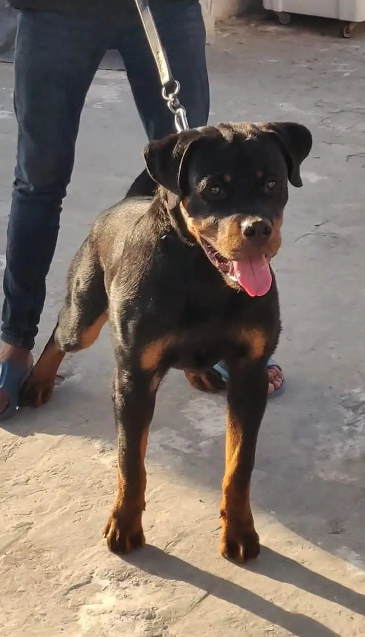 kcp pedigree male microchipped — photo 3