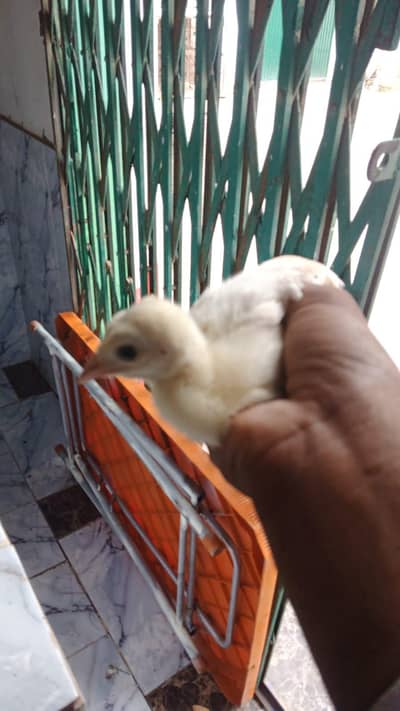moor ka bachy for sale very active and health