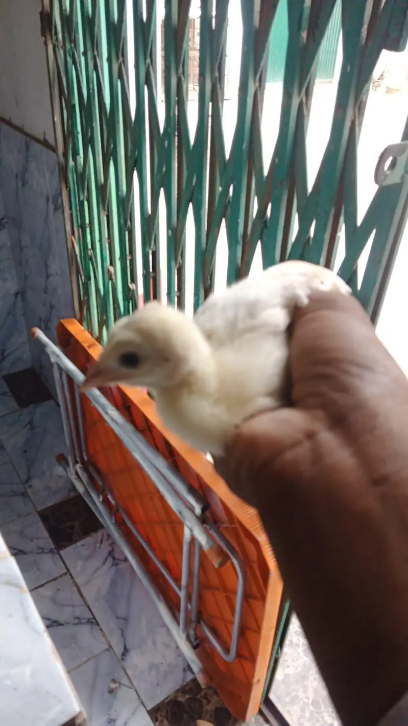 moor ka bachy for sale very active and health