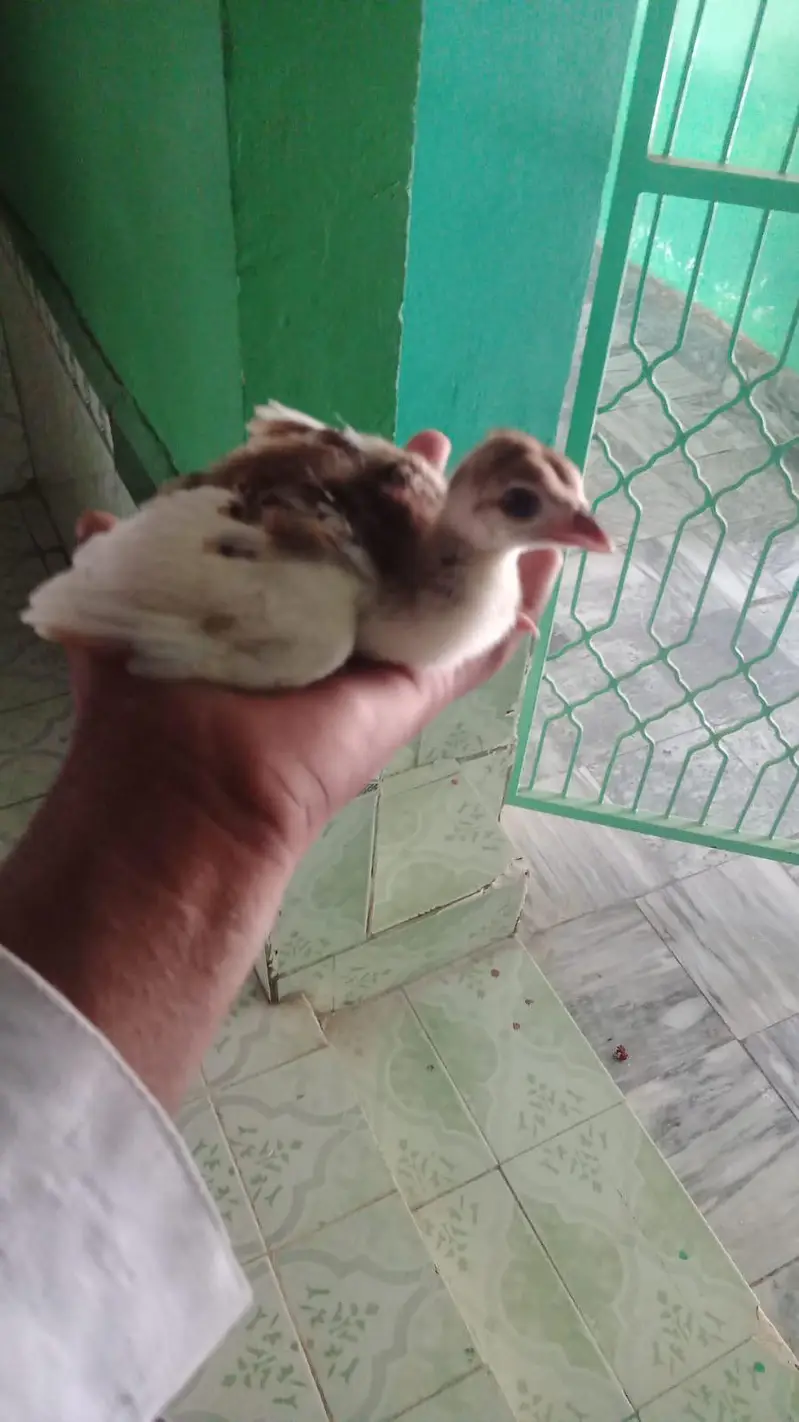 moor ka bachy for sale very active and health — photo 3