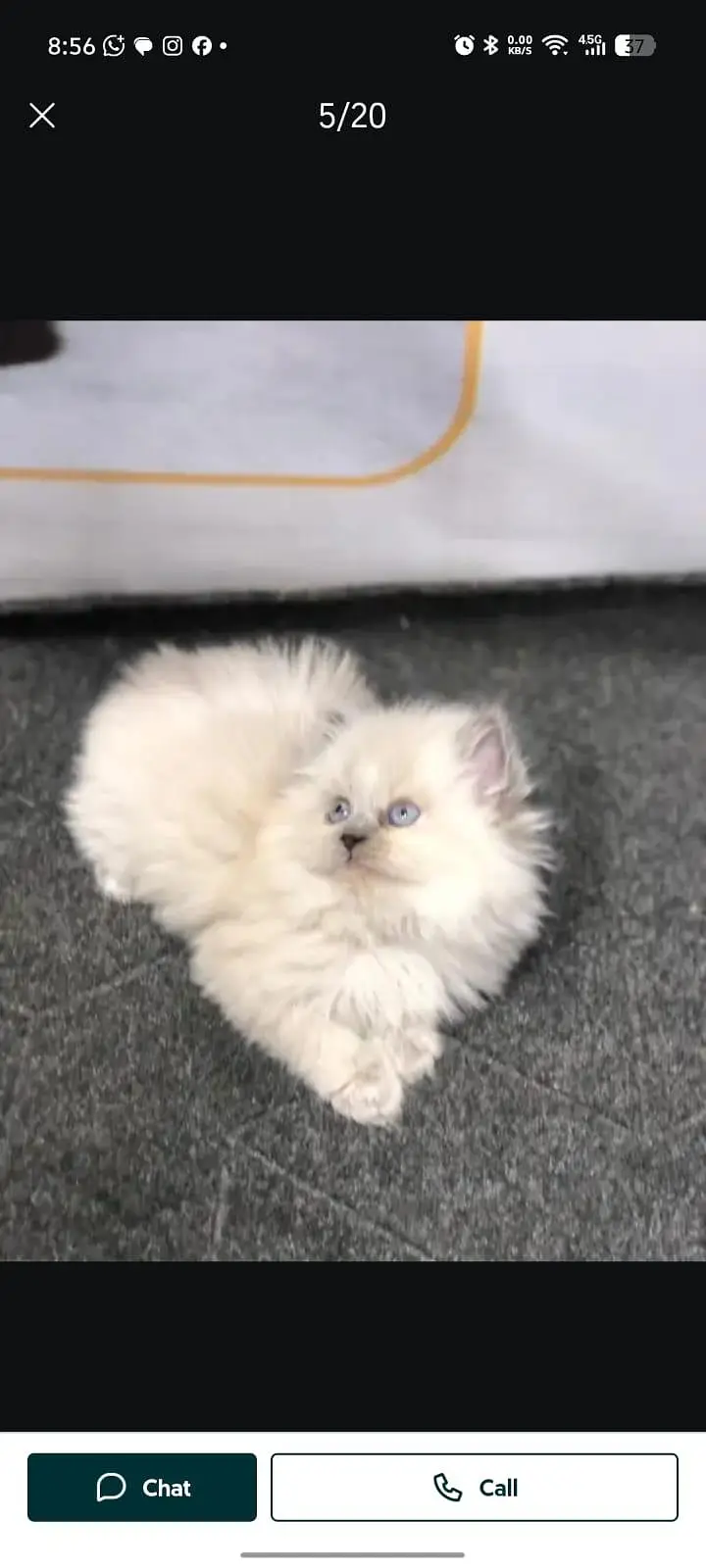 cash on delivery available Persian punch face cat kitten — photo 3