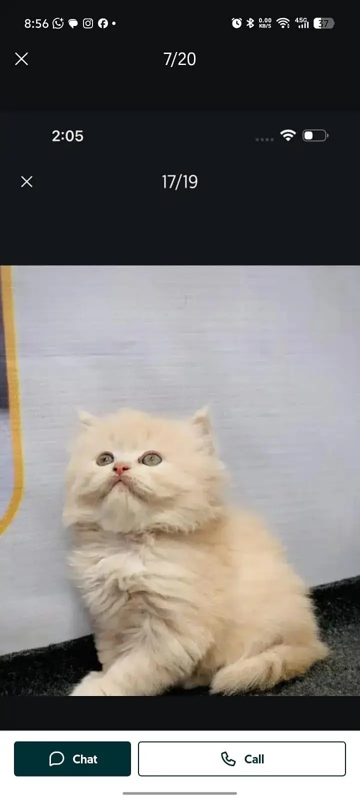 cash on delivery available Persian punch face cat kitten — photo 4