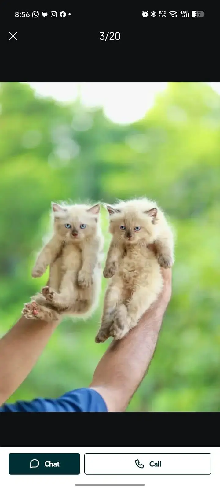 cash on delivery available Persian punch face cat kitten — photo 5