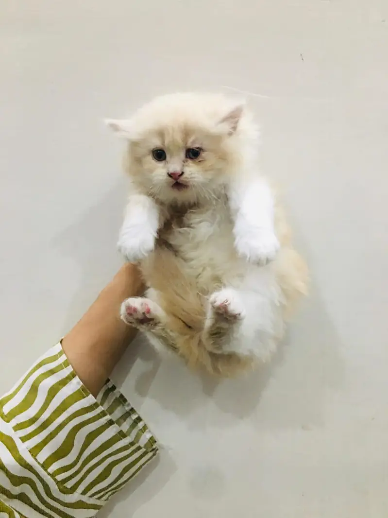 cash on delivery available Persian punch face cat kitten — photo 6