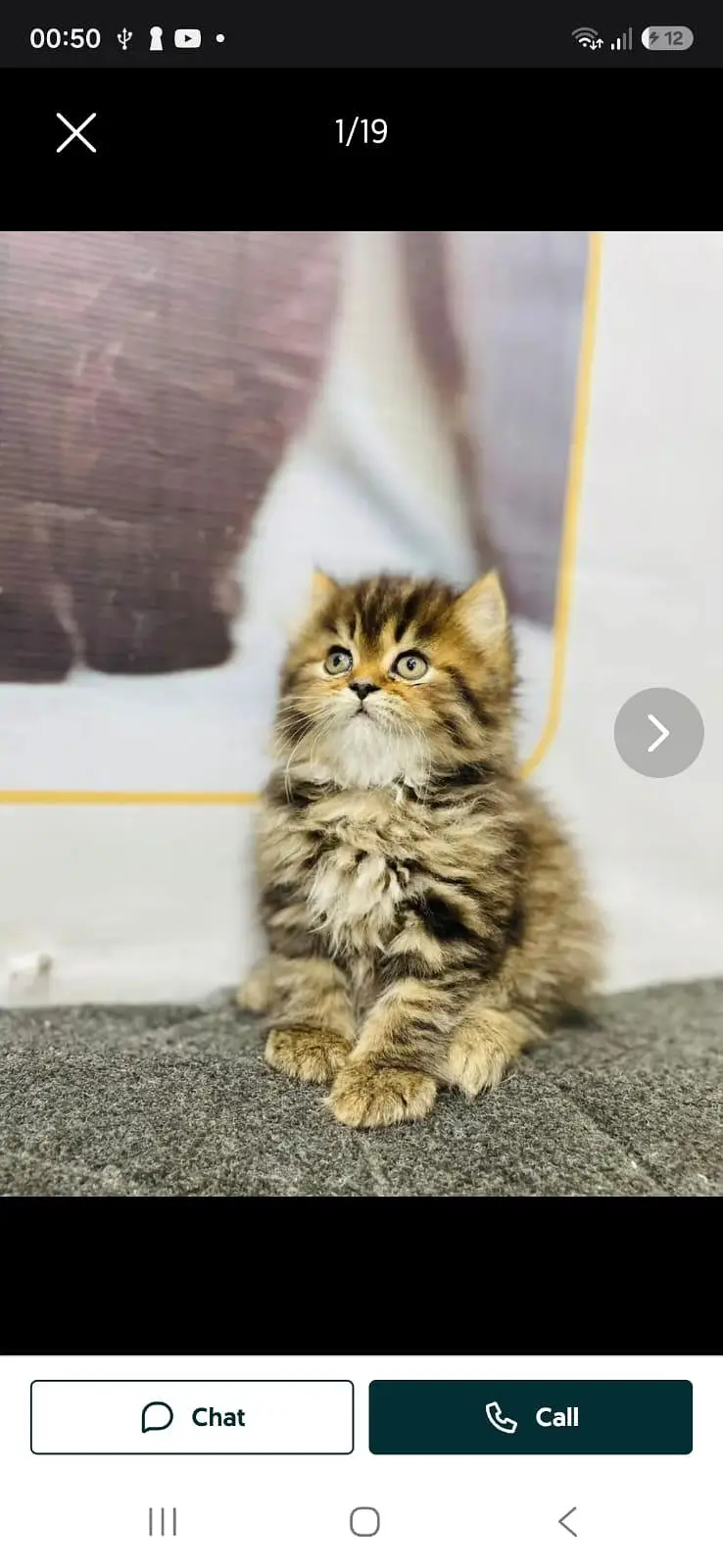 cash on delivery available Persian punch face cat kitten — photo 8