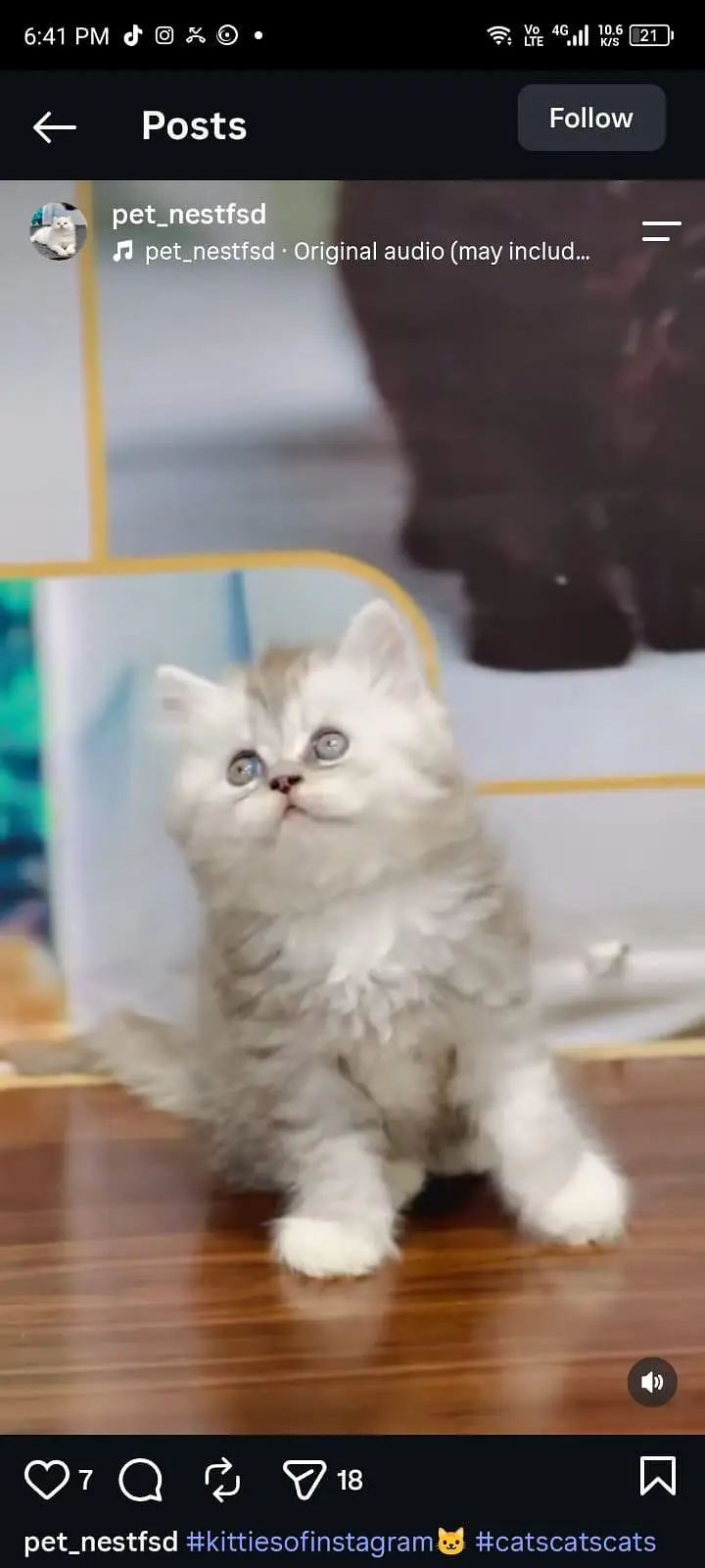 cash on delivery available Persian punch face cat kitten — photo 9