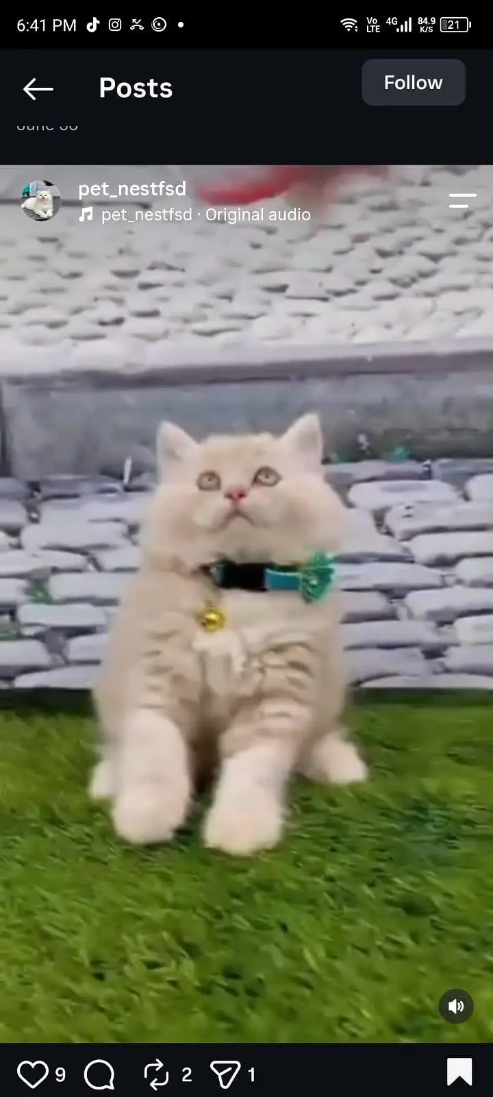 cash on delivery available Persian punch face cat kitten — photo 10