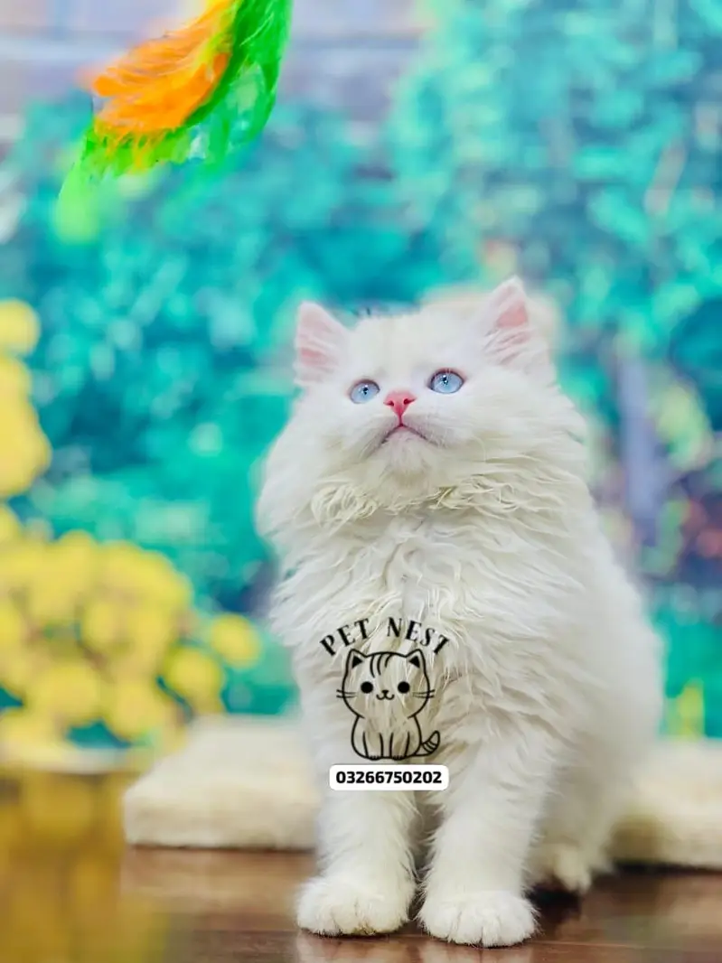 cash on delivery available Persian punch face cat kitten — photo 11