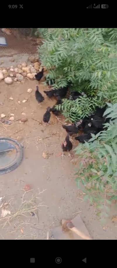 austrolarp chicks