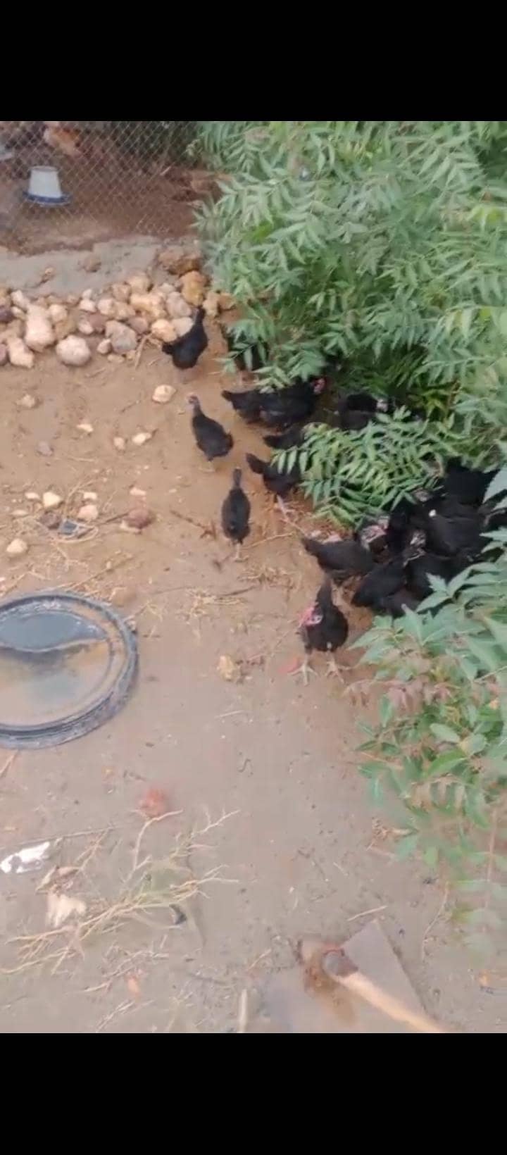austrolarp chicks 1