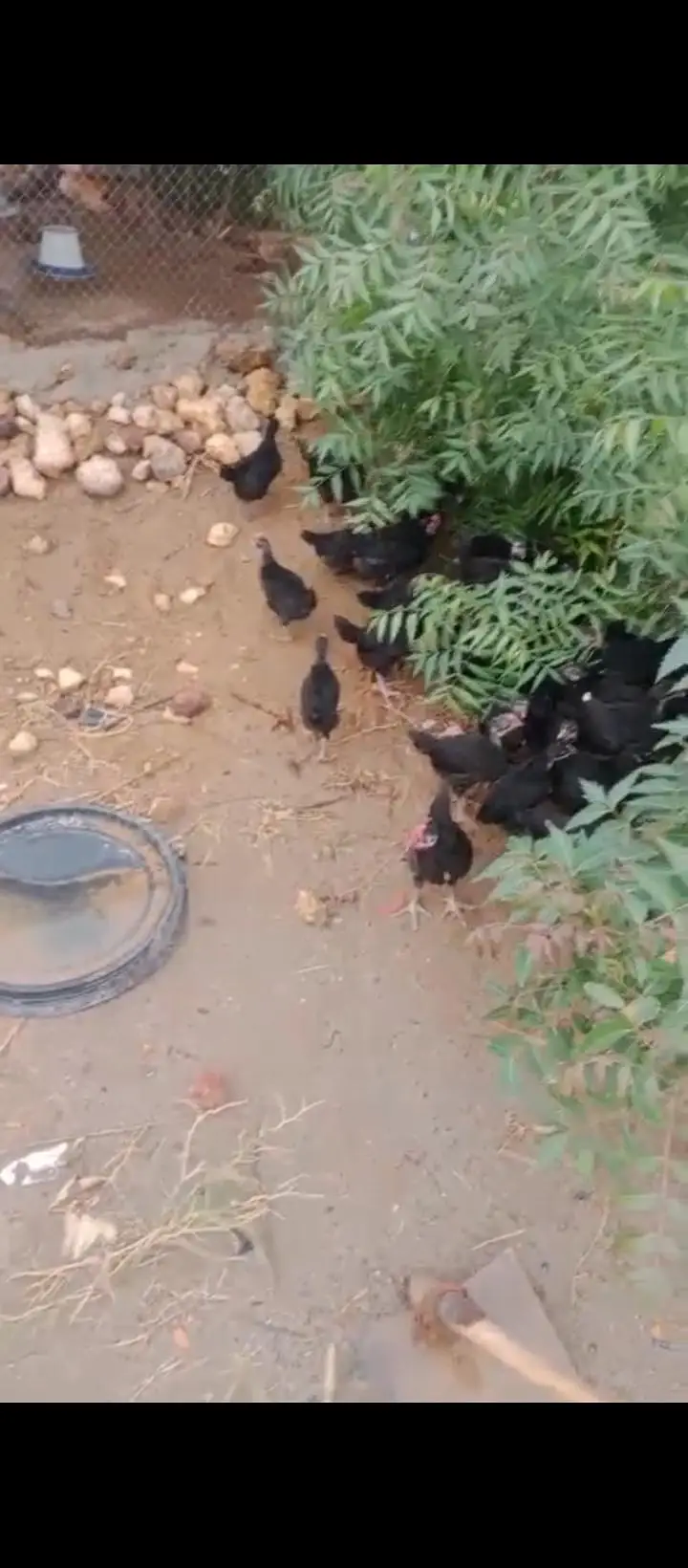austrolarp chicks — photo 2