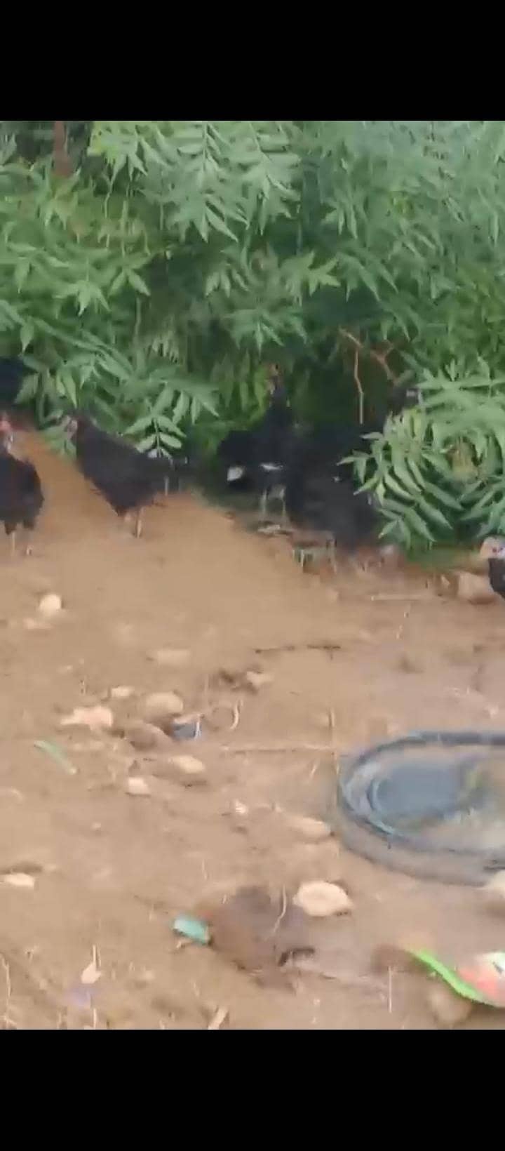 austrolarp chicks 2