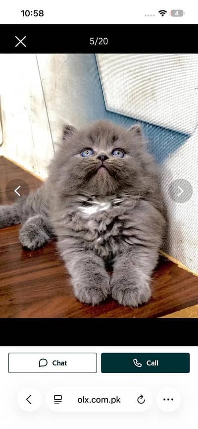 cash on delivery available Persian punch face cat kitten