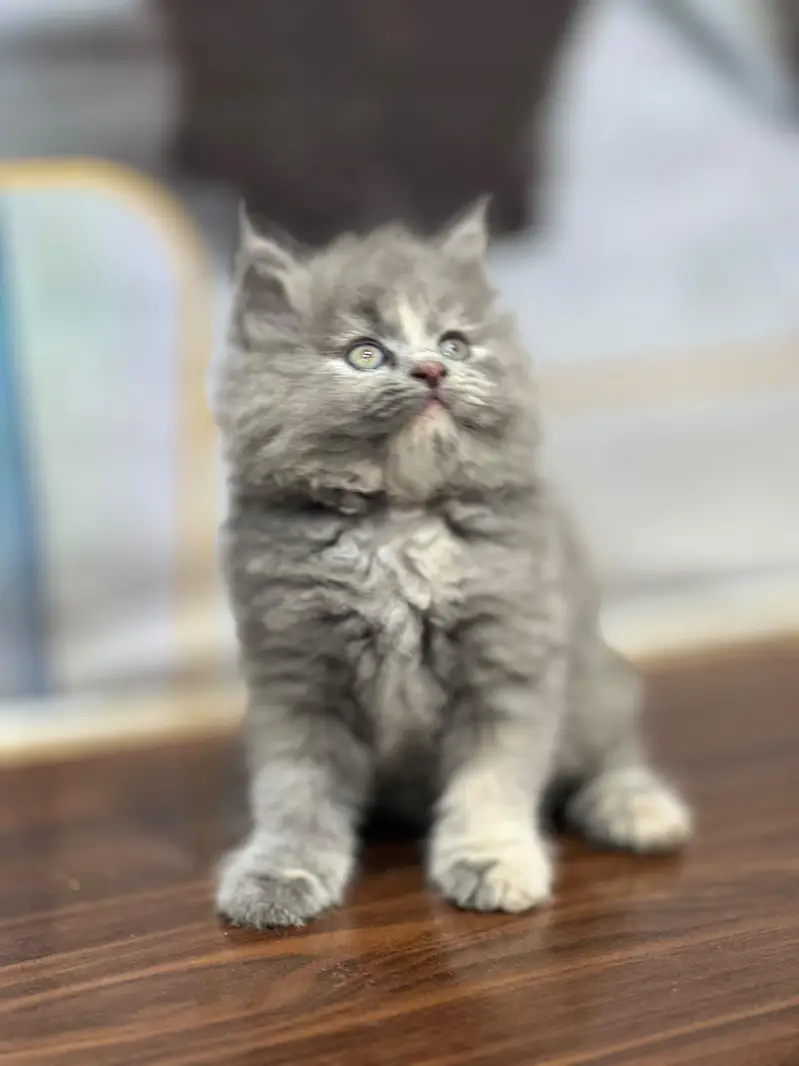 cash on delivery available Persian punch face cat kitten — photo 5