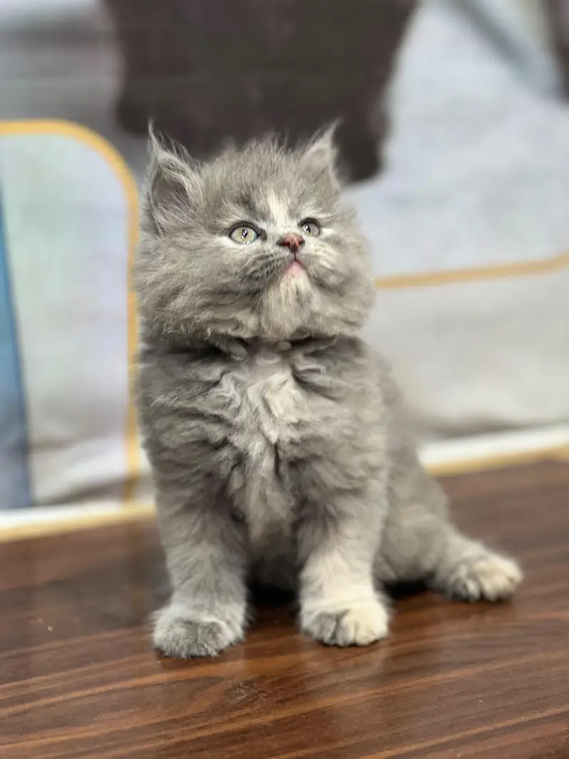 cash on delivery available Persian punch face cat kitten — photo 6