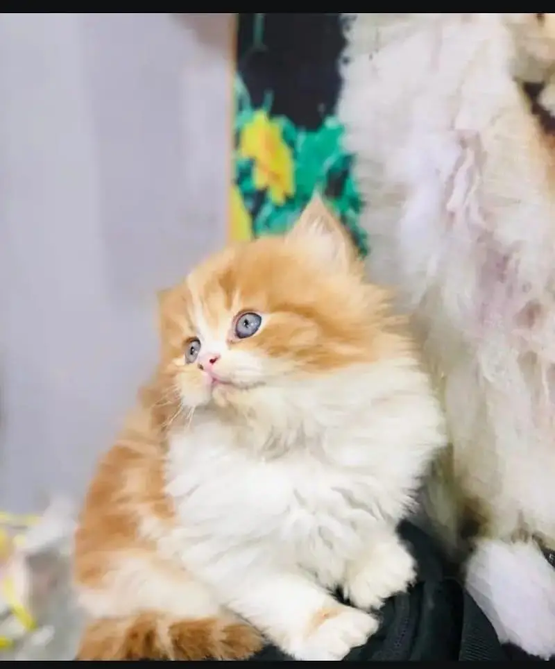cash on delivery available Persian punch face cat kitten — photo 9