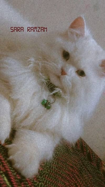 only cat  lovers contact