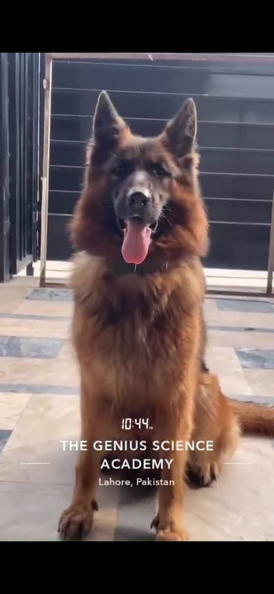 German Shepherd Pink Pedigree