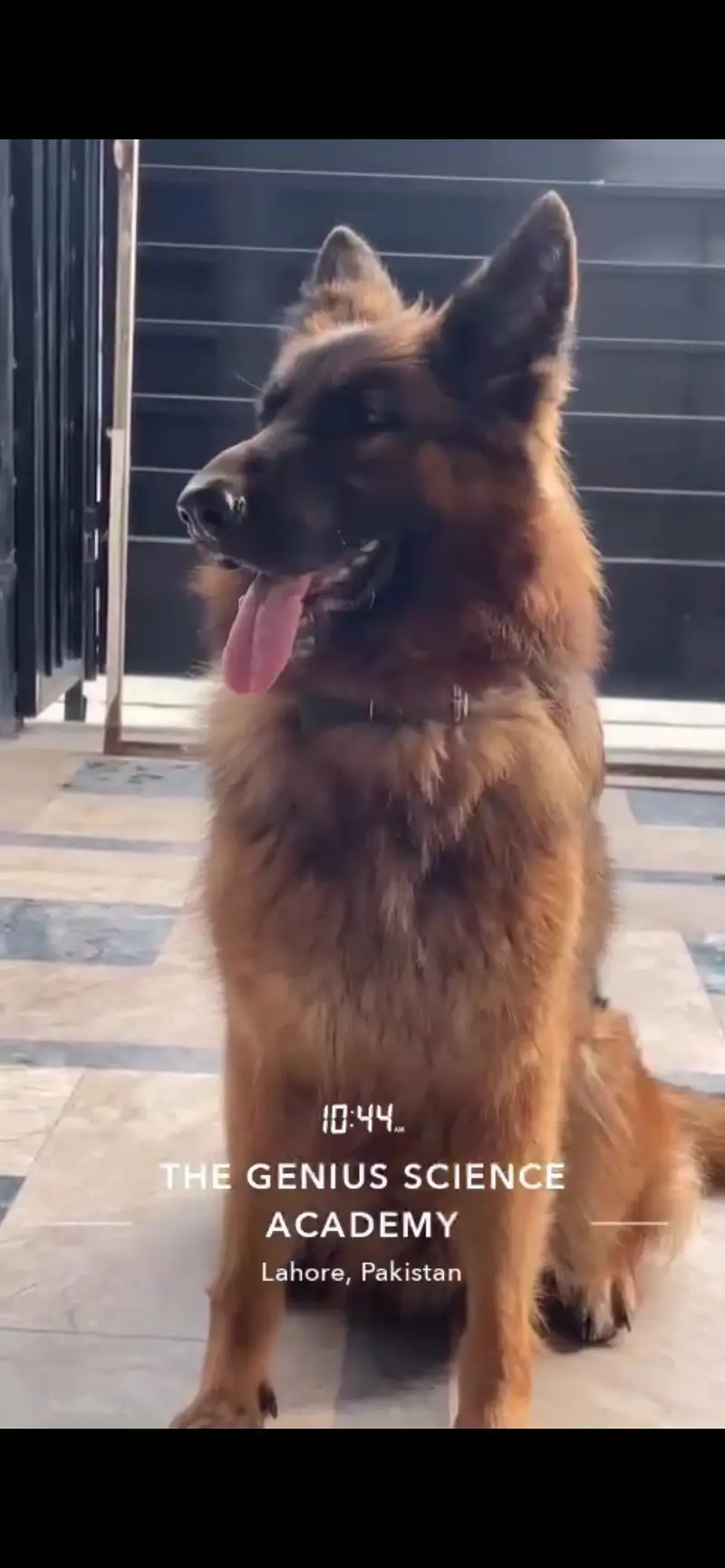 German Shepherd Pink Pedigree — photo 2