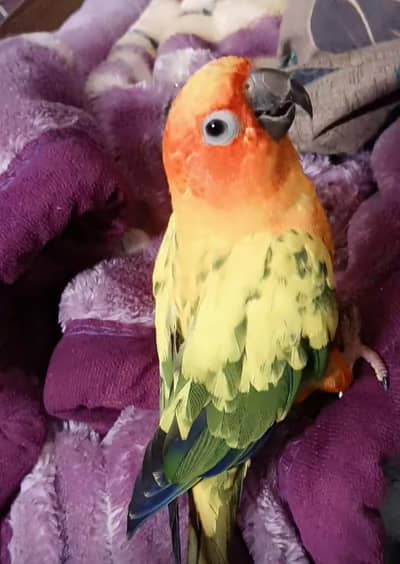 sunconure with free cocktail