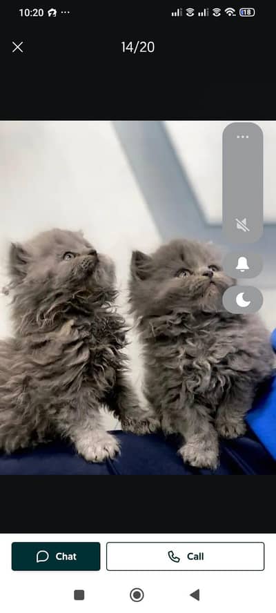 cash on delivery available Persian punch face cat kitten