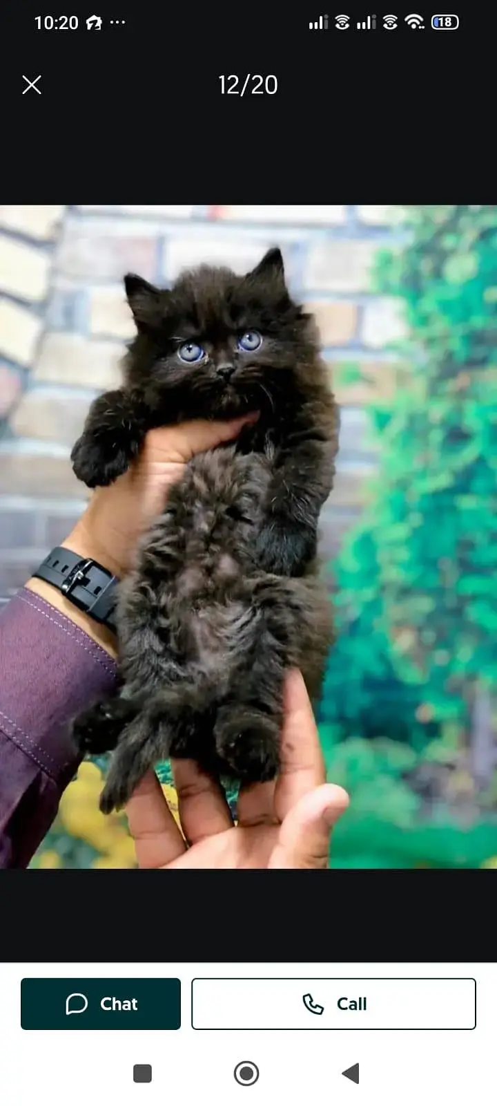 cash on delivery available Persian punch face cat kitten — photo 2