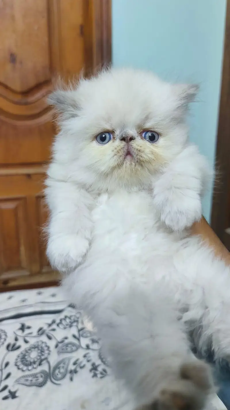cash on delivery available Persian punch face cat kitten — photo 3
