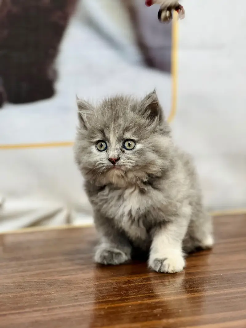 cash on delivery available Persian punch face cat kitten — photo 9