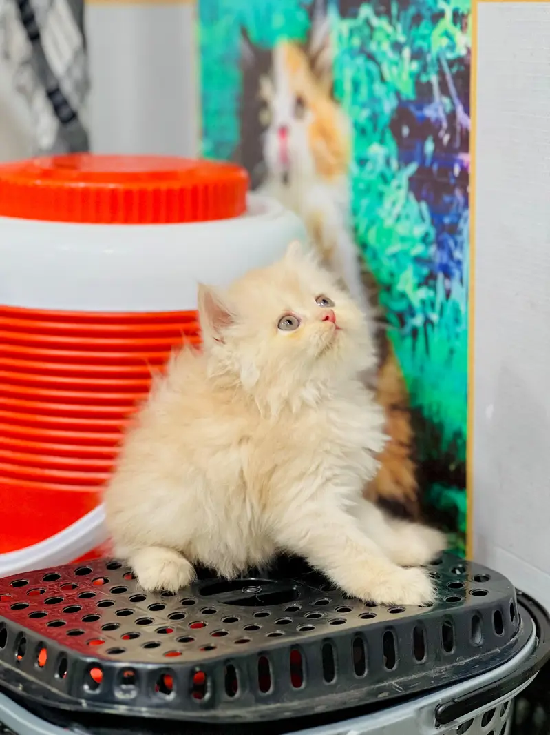 cash on delivery available Persian punch face cat kitten — photo 10
