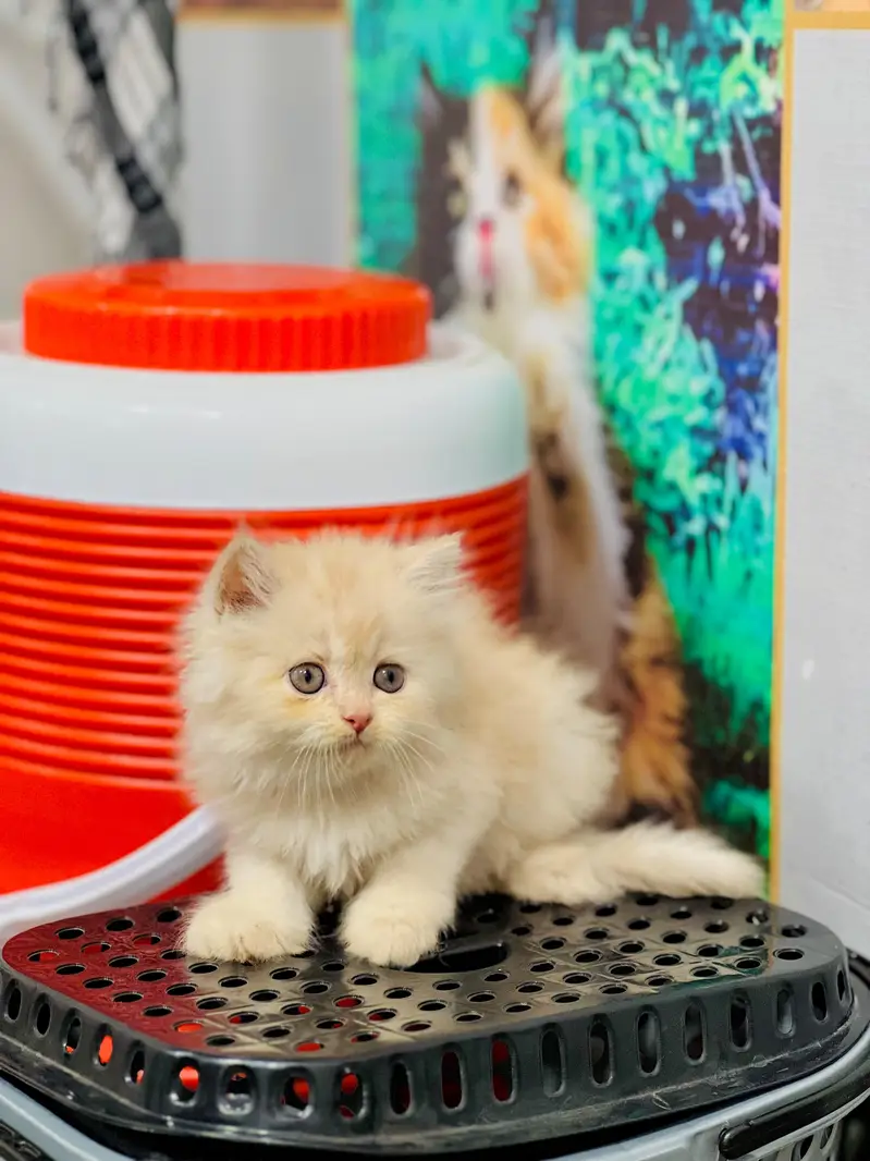 cash on delivery available Persian punch face cat kitten — photo 11