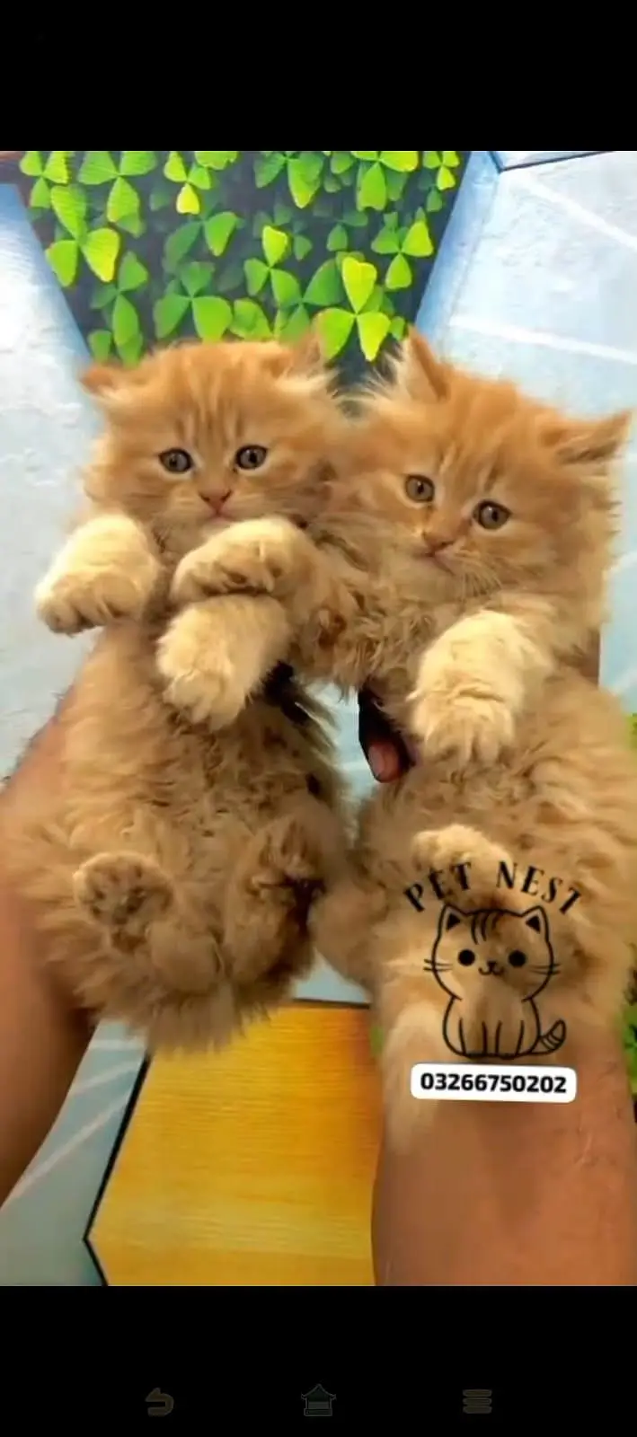 cash on delivery available Persian punch face cat kitten — photo 12