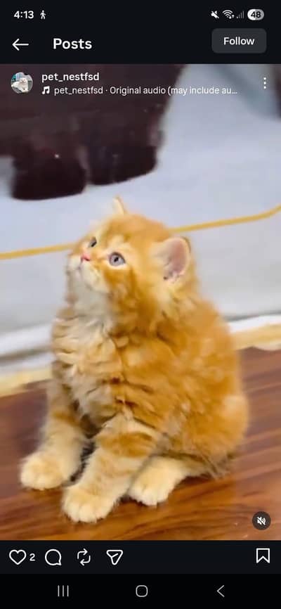cash on  delivery available Persian punch face cat kitten