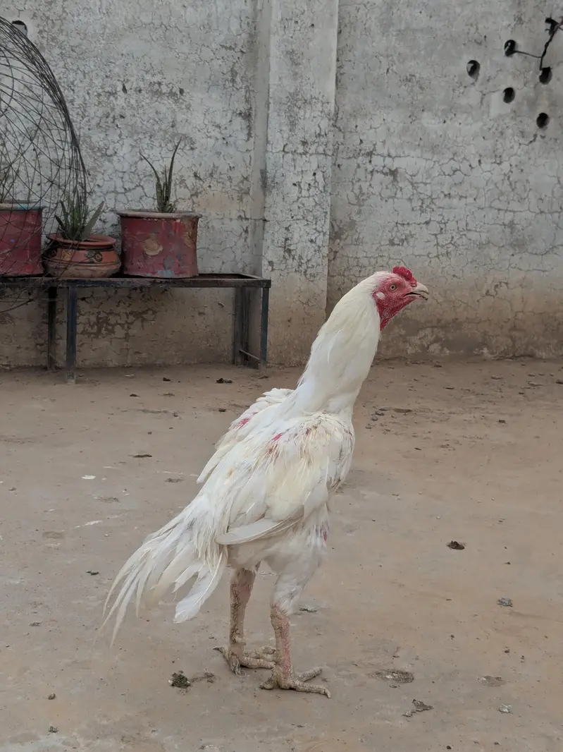 Heera aseel — photo 2