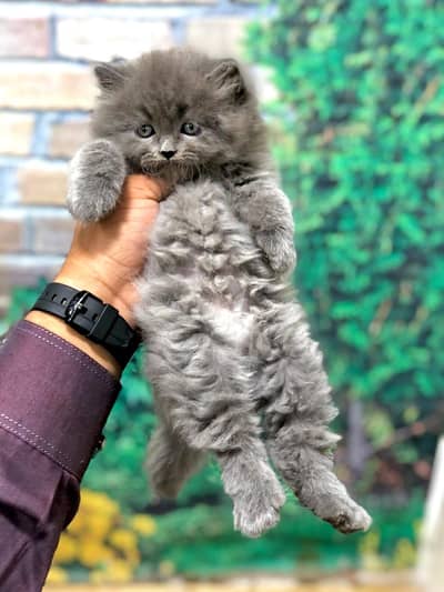 cash on delivery available Persian punch face cat kitten