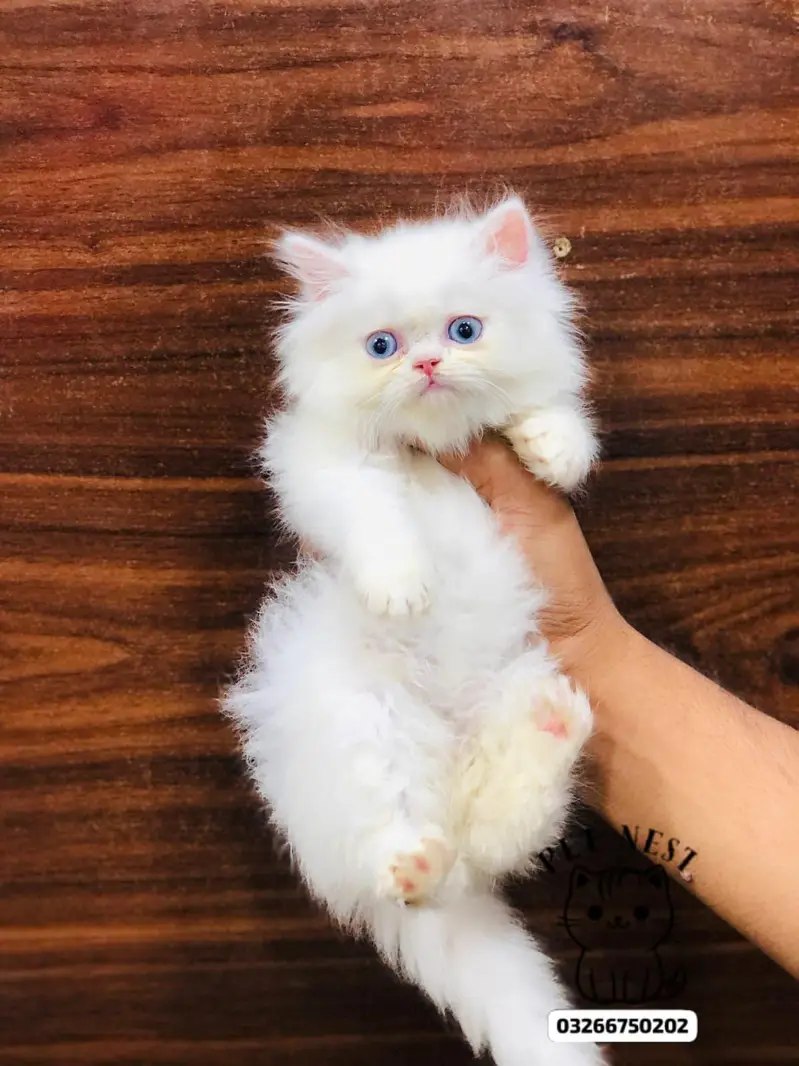 cash on delivery available Persian punch face cat kitten — photo 5