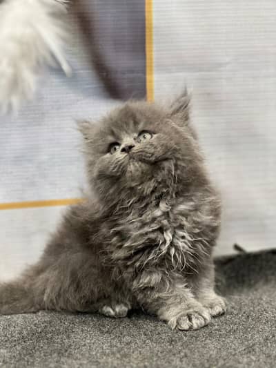 cash on delivery available Persian punch face cat kitten