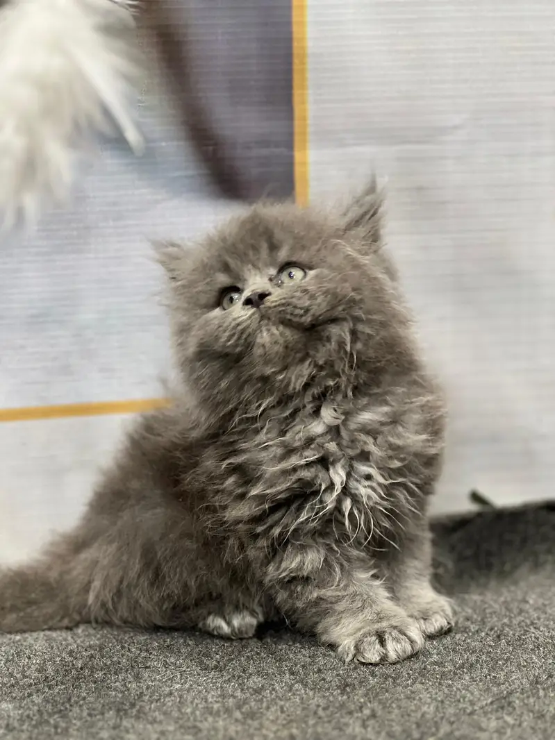 cash on delivery available Persian punch face cat kitten — photo 6