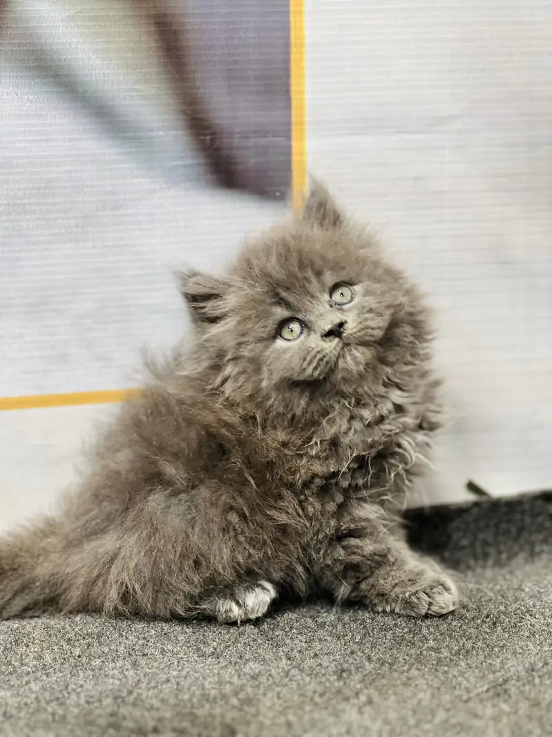 cash on delivery available Persian punch face cat kitten — photo 7