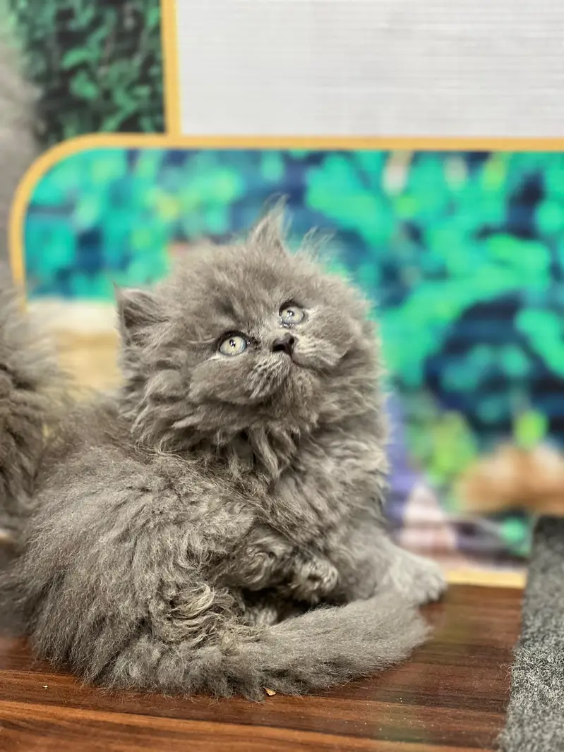 cash on delivery available Persian punch face cat kitten — photo 8
