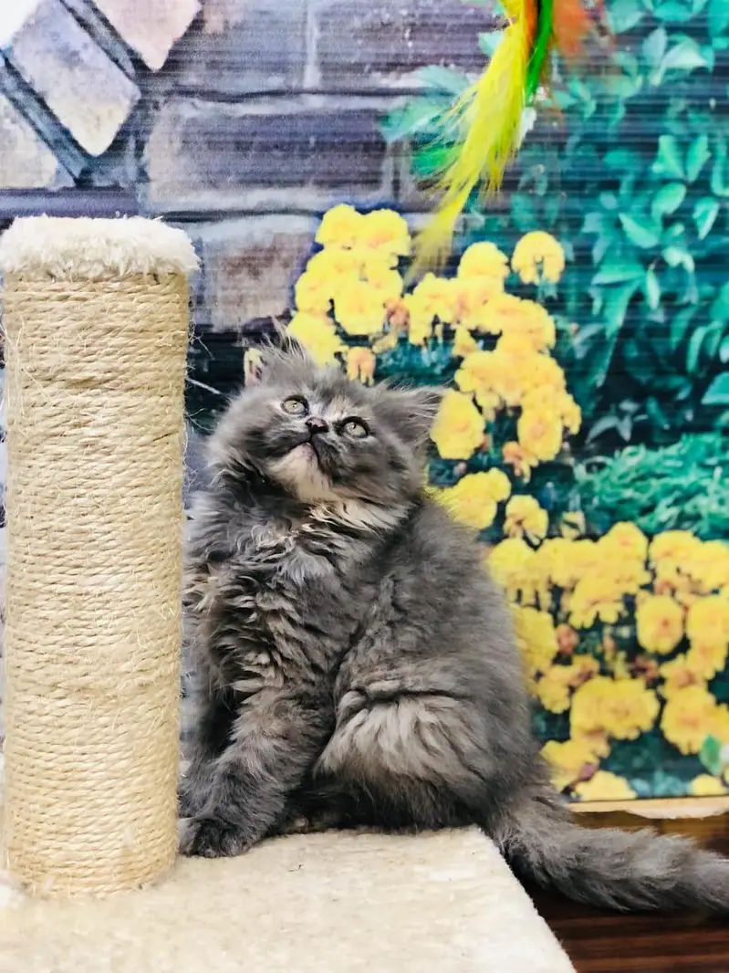 cash on delivery available Persian punch face cat kitten — photo 9