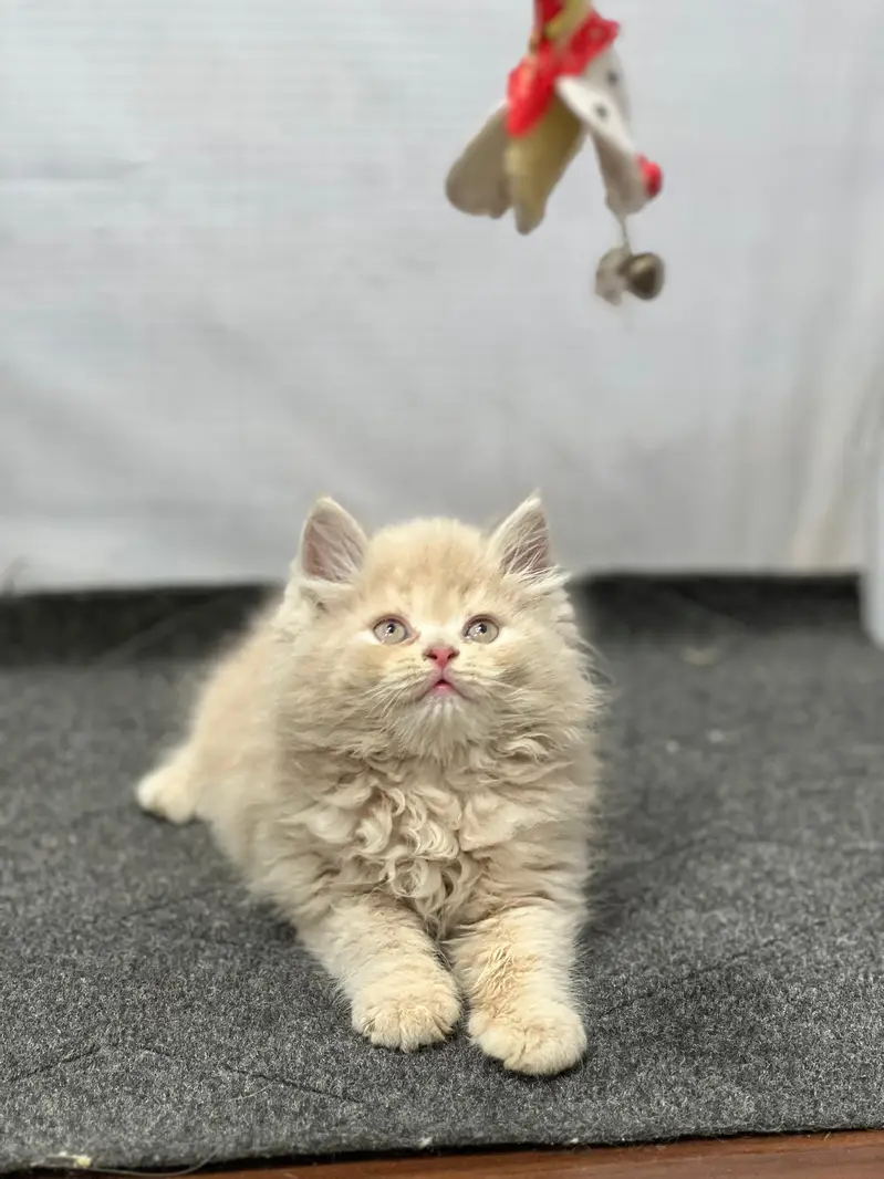 cash on delivery available Persian punch face cat kitten — photo 10