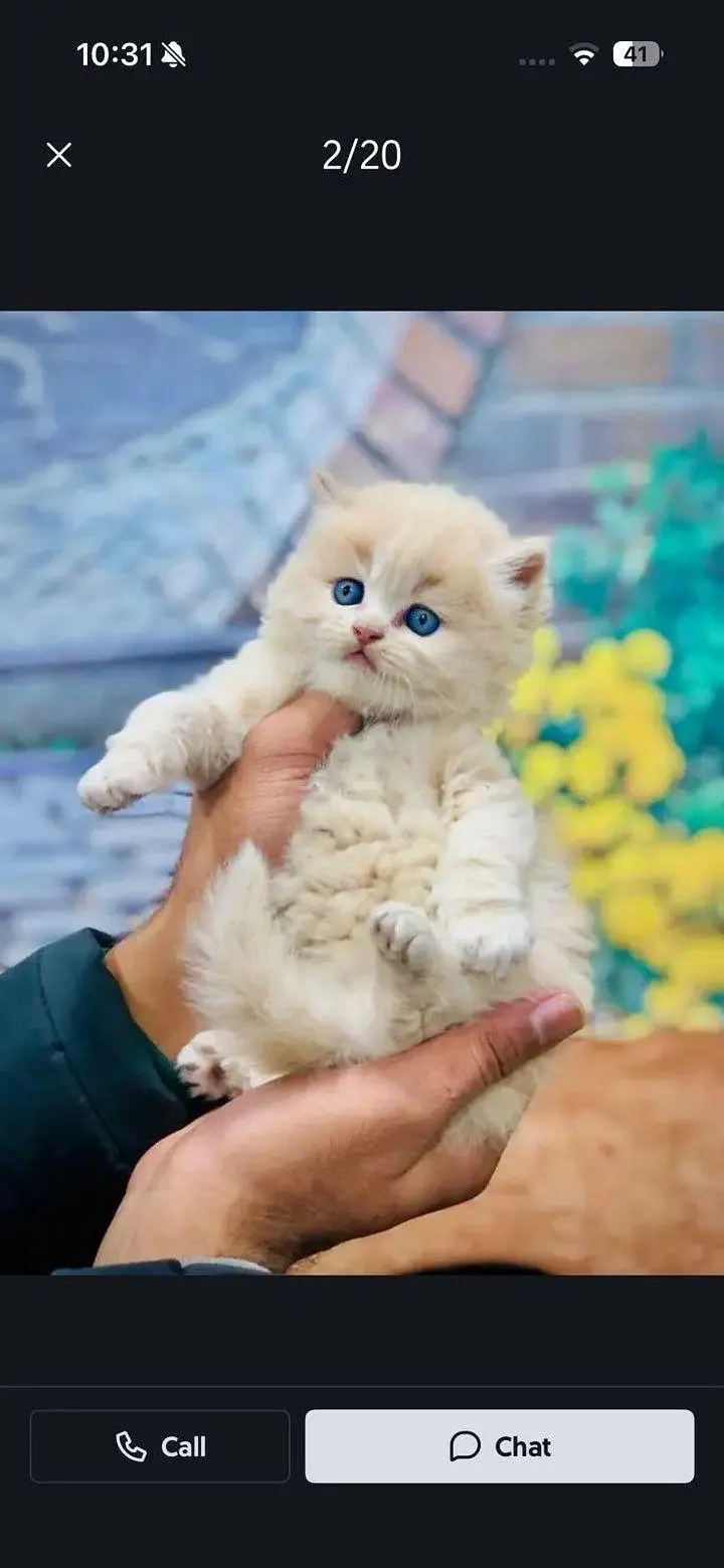 cash on delivery available Persian punch face cat kitten — photo 11