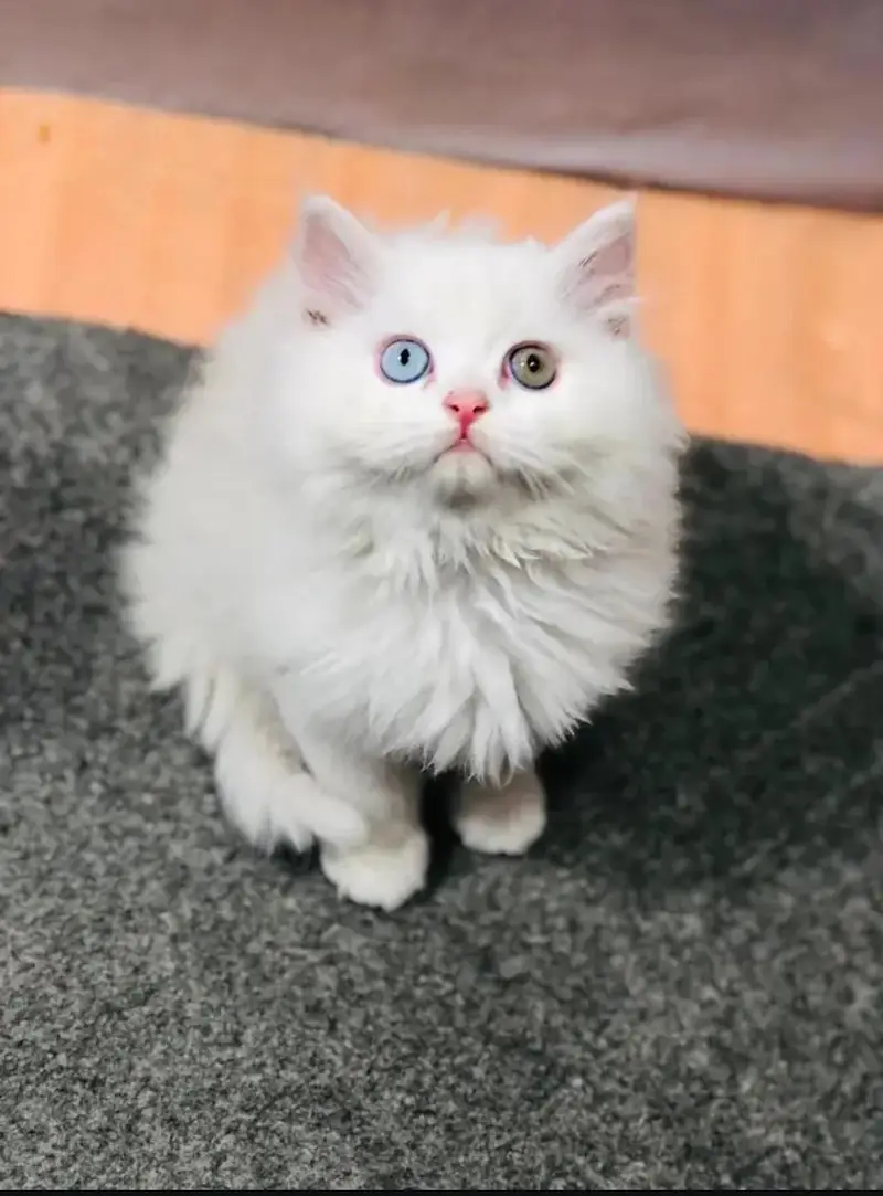 cash on delivery available Persian punch face cat kitten — photo 12