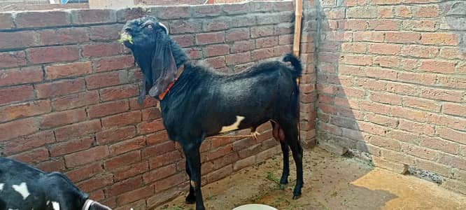  MA SHA ALLAH | Premium Beetal Breeder Bakra For Sale 